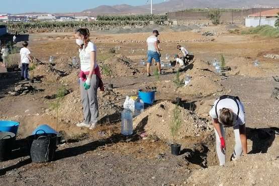 Plantación de pinos marinos y tarajales en una parcela de Melenara/TA.